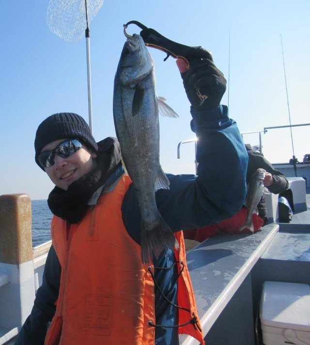 シーバス(スズキ)