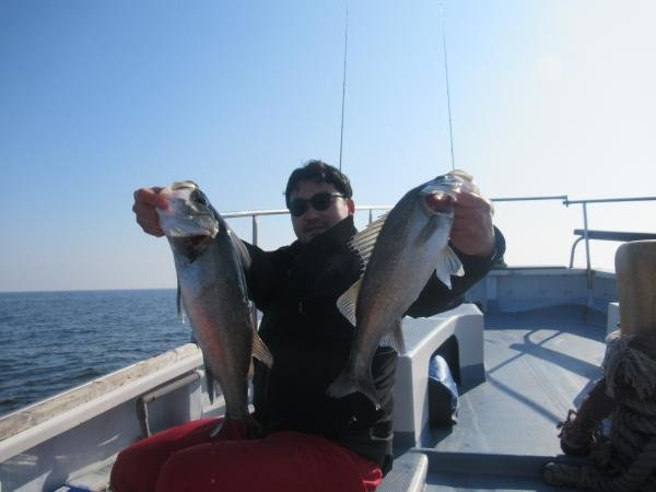 シーバス(スズキ)