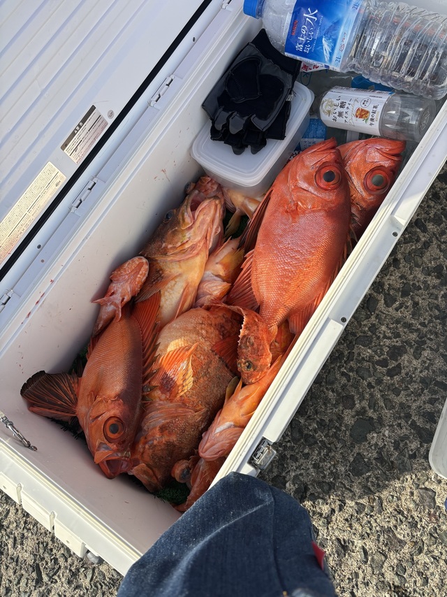 ボッコ(カサゴ)