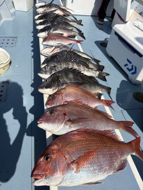 マダイ・クロダイ