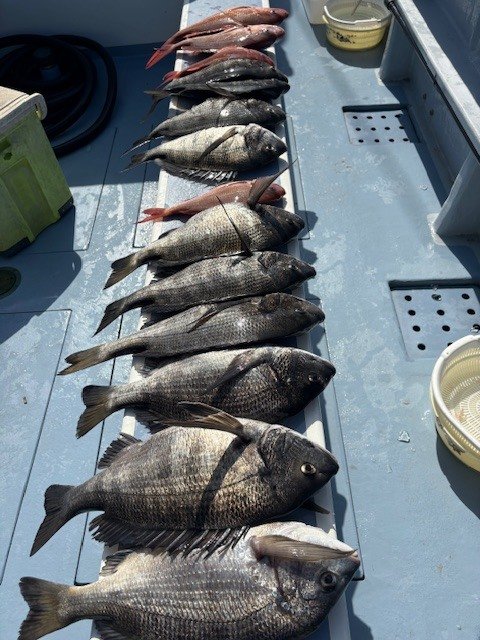 マダイ・クロダイ