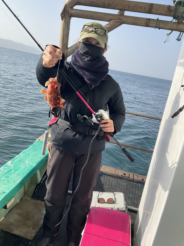 ガシラ(カサゴ)