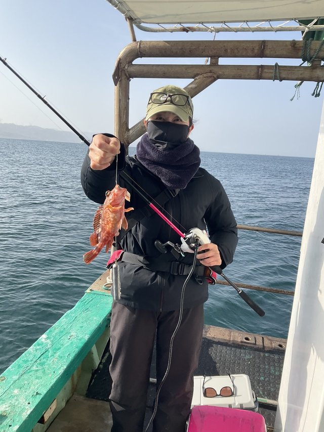 ガシラ(カサゴ)