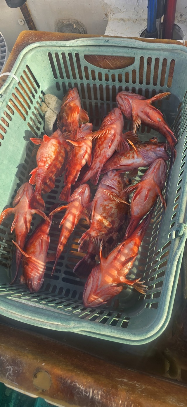 ガシラ(カサゴ)