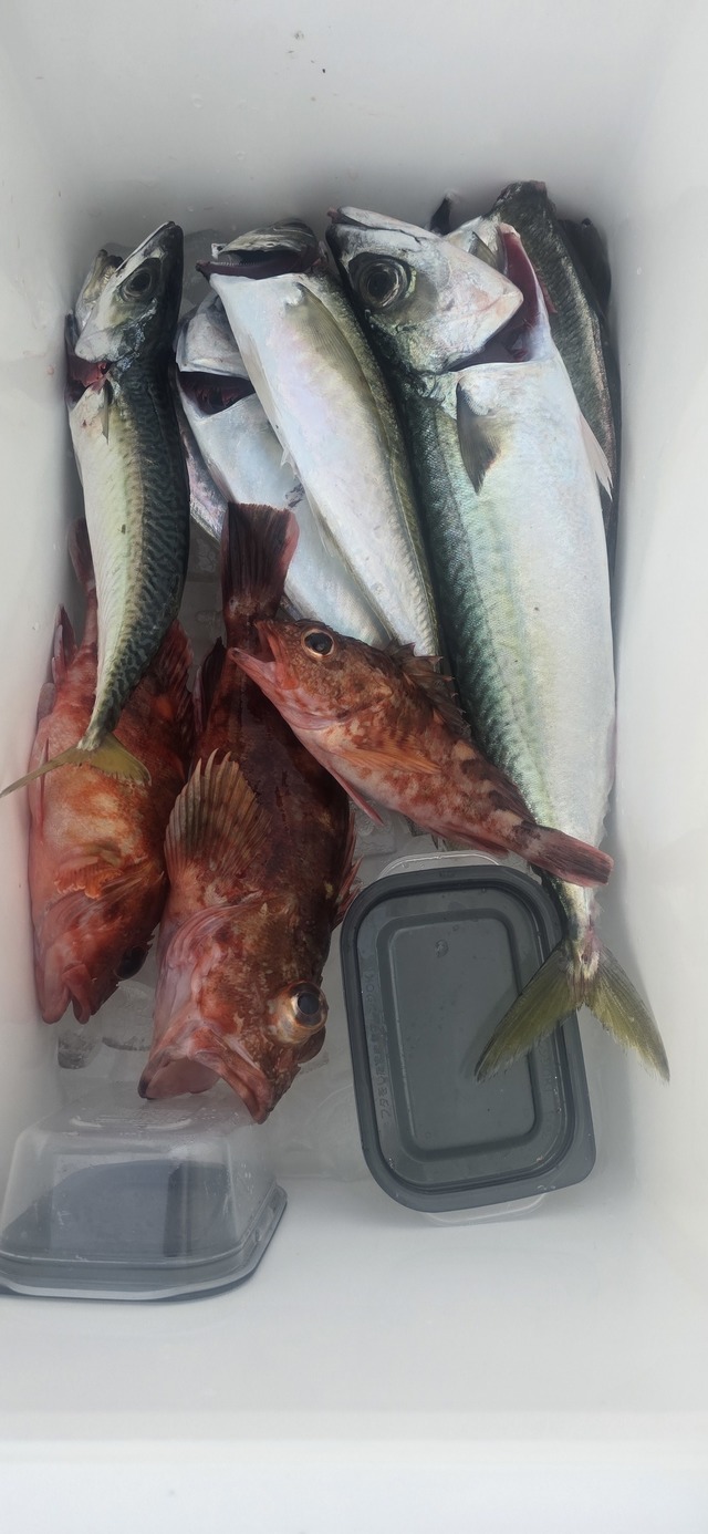 アジ(マアジ)・サバ(マサバ)・ガシラ(カサゴ)