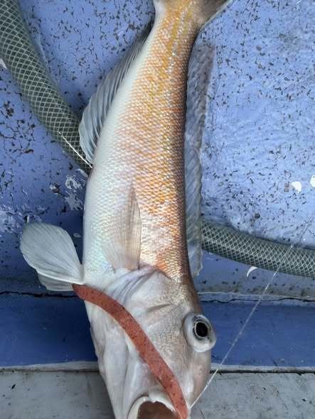 アマダイ(アカアマダイ)