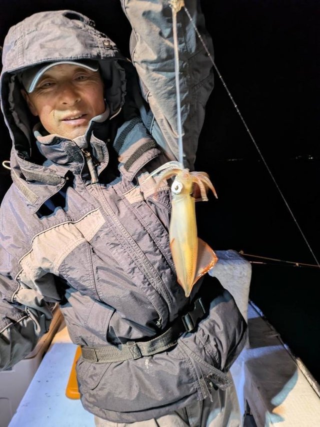 マルイカ(ケンサキイカ)