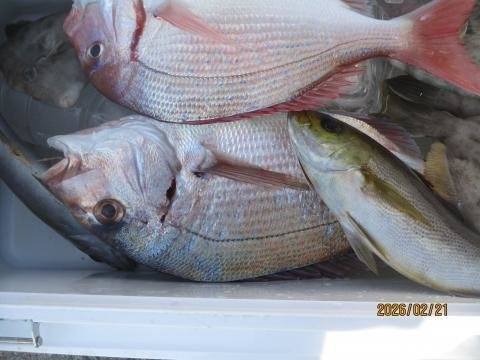 タイ(マダイ)・イサキ