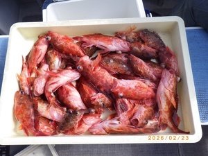 カサゴ