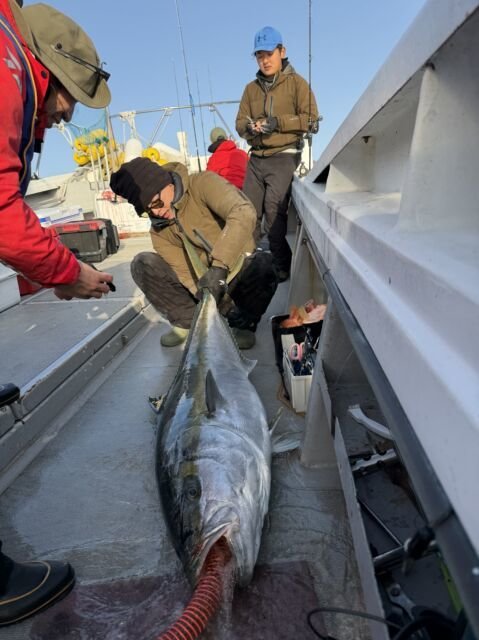 ヒラス(ヒラマサ)