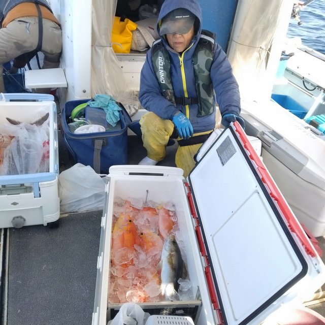 アカイサキ・イサキ