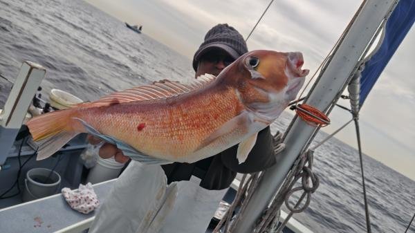 アマダイ(アカアマダイ)