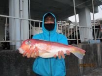 アマダイ(アカアマダイ)