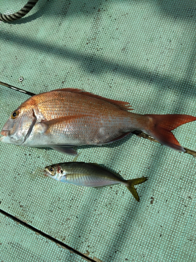 タイ(マダイ)・アジ(マアジ)