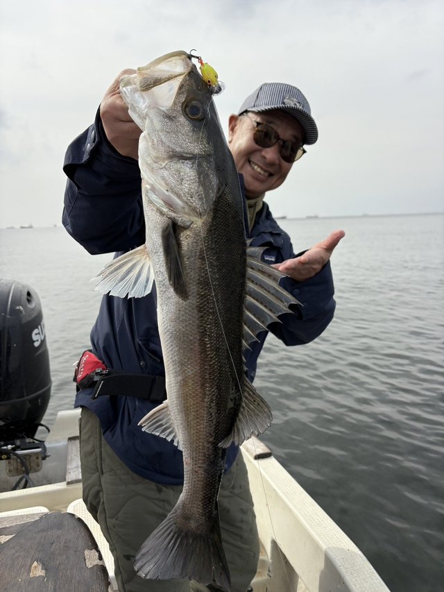 シーバス(スズキ)