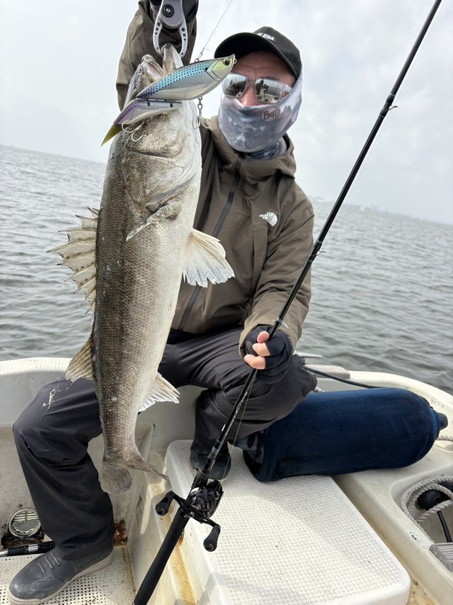 シーバス(スズキ)