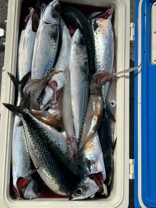 サバ(ゴマサバ)