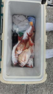 マダイ・ハナダイ(チダイ)