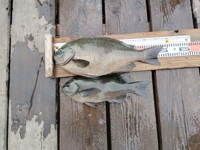 クチブトグレ(メジナ)