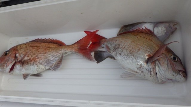 マダイ・ムシガレイ