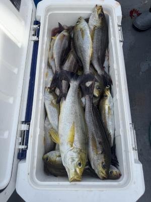 マアジ・イサギ(イサキ)