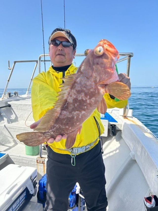 アコウ(キジハタ)