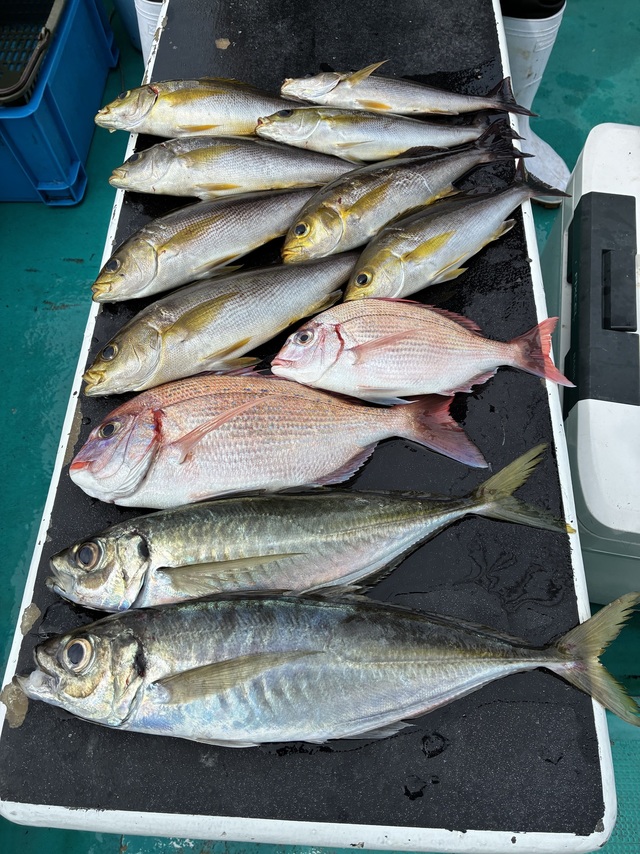 チダイ・マアジ