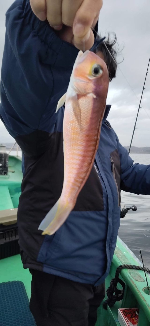 アマダイ(アカアマダイ)