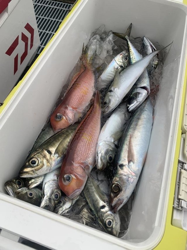 アジ(マアジ)・オアカムロ・アマダイ(アカアマダイ)・サバ(マサバ)