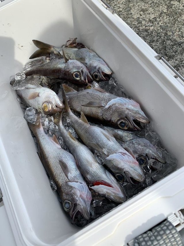 クロムツ・シロムツ(オオメハタ)