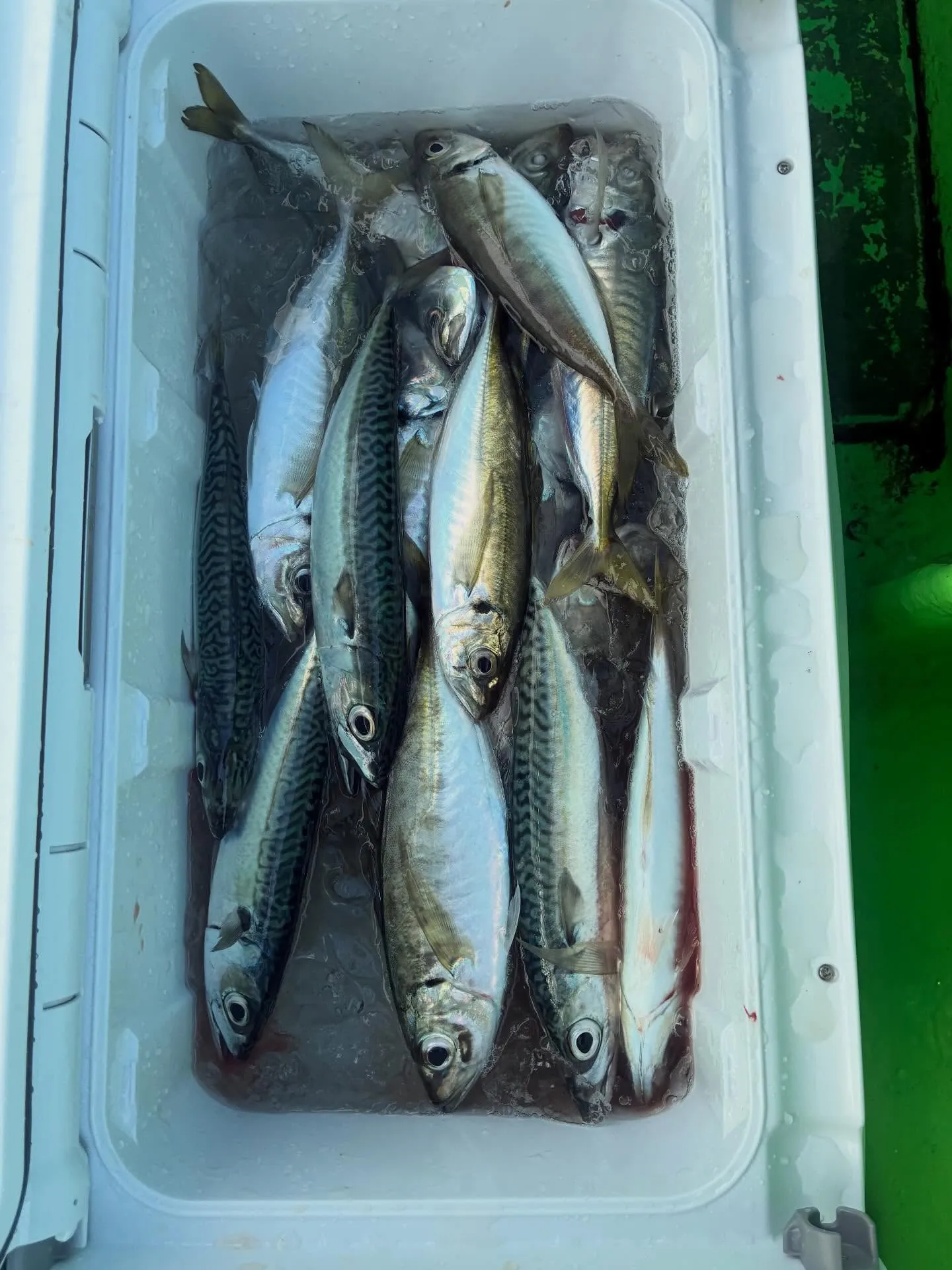 アジ(マアジ)・サバ(マサバ)