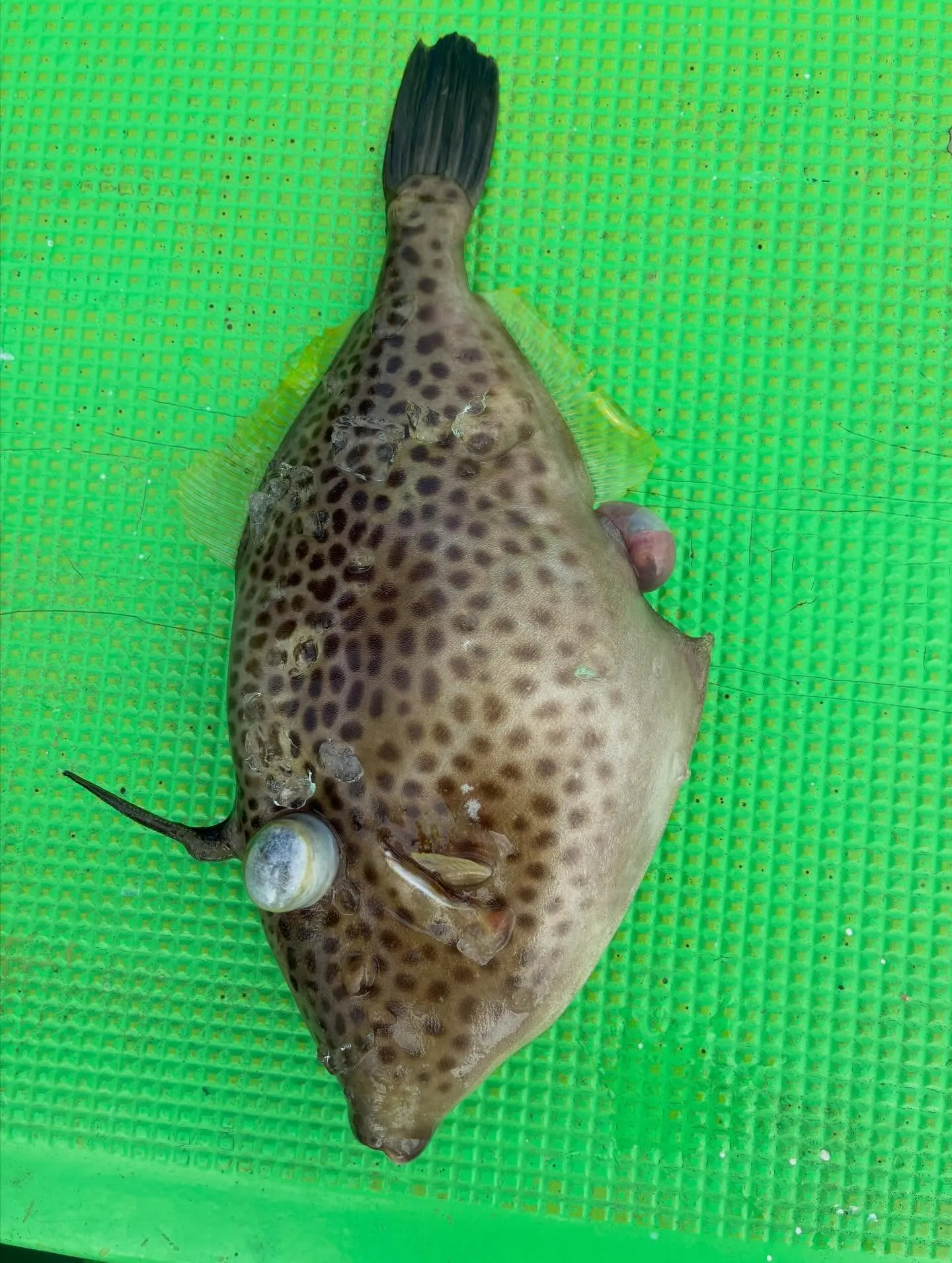 ゴイシウマヅラハギ