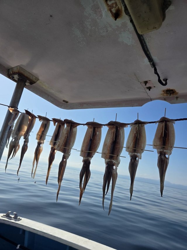 イカ(ケンサキイカ)