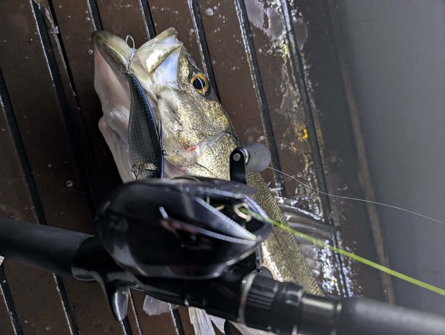 シーバス(スズキ)