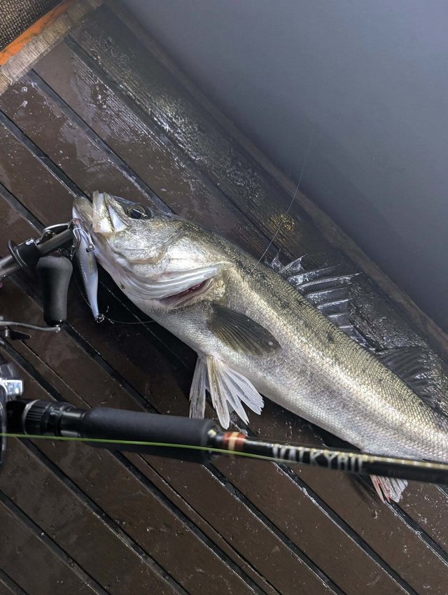 シーバス(スズキ)