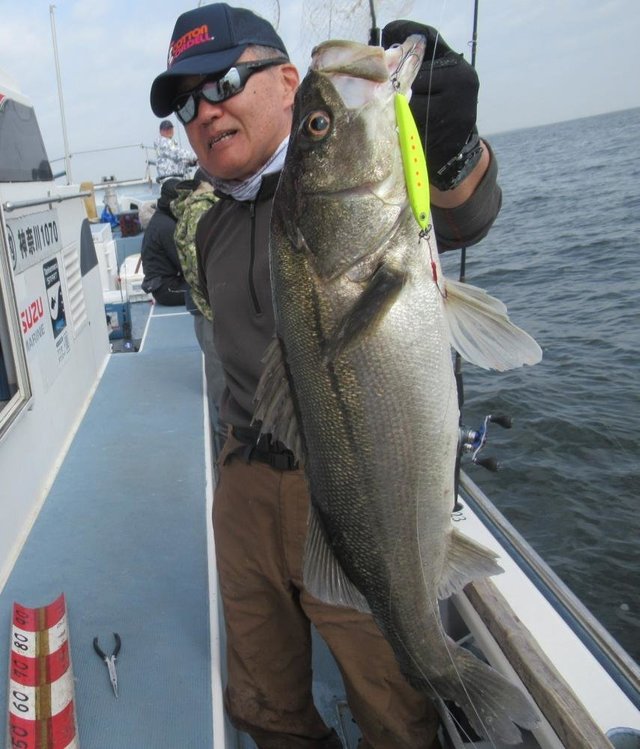 シーバス(スズキ)