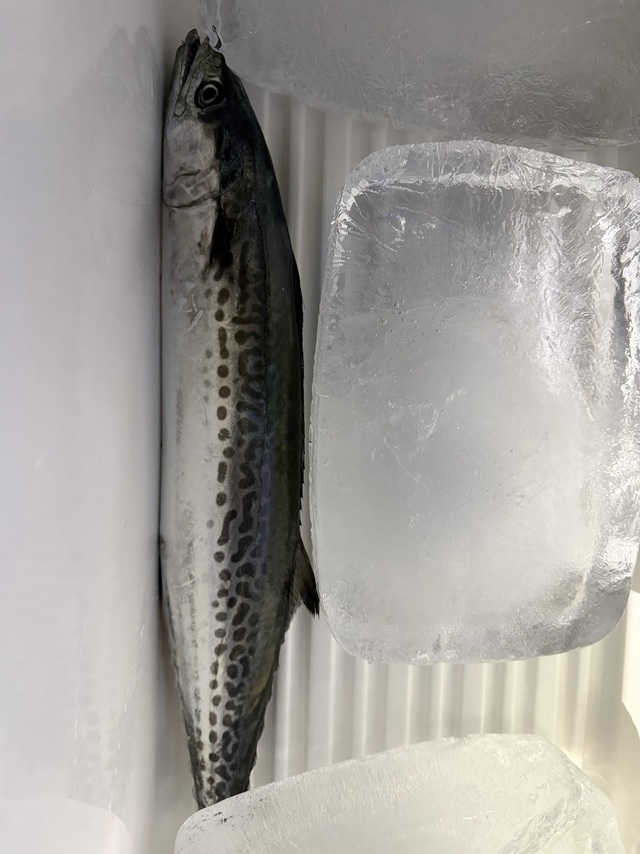 サゴシ(サワラ)