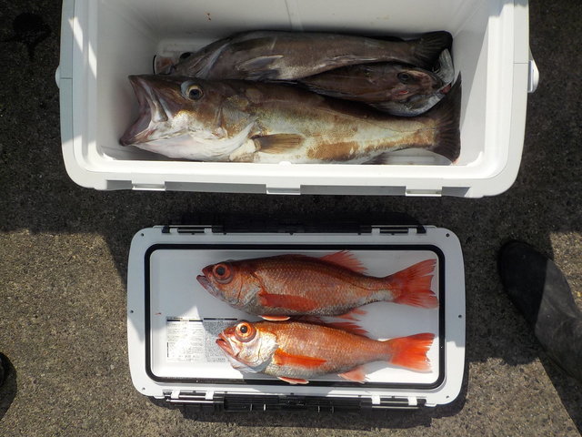 アラ・アカムツ