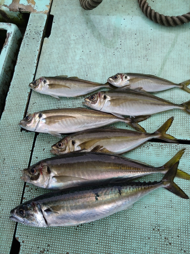 アジ(マアジ)・サバ(マサバ)