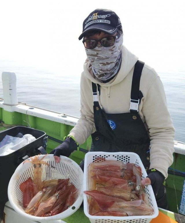 マルイカ(ケンサキイカ)