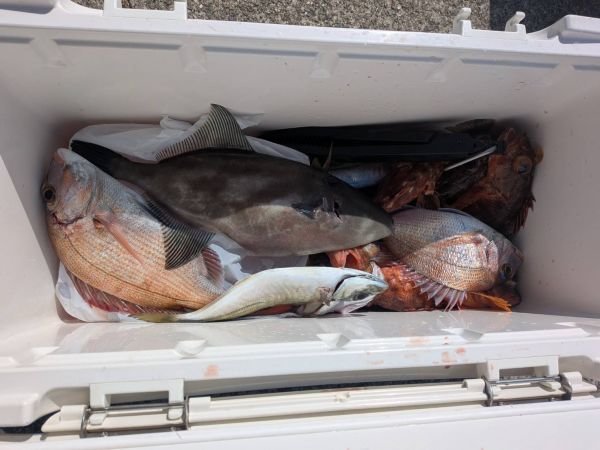 チャリコ(マダイ)・アジ(マアジ)