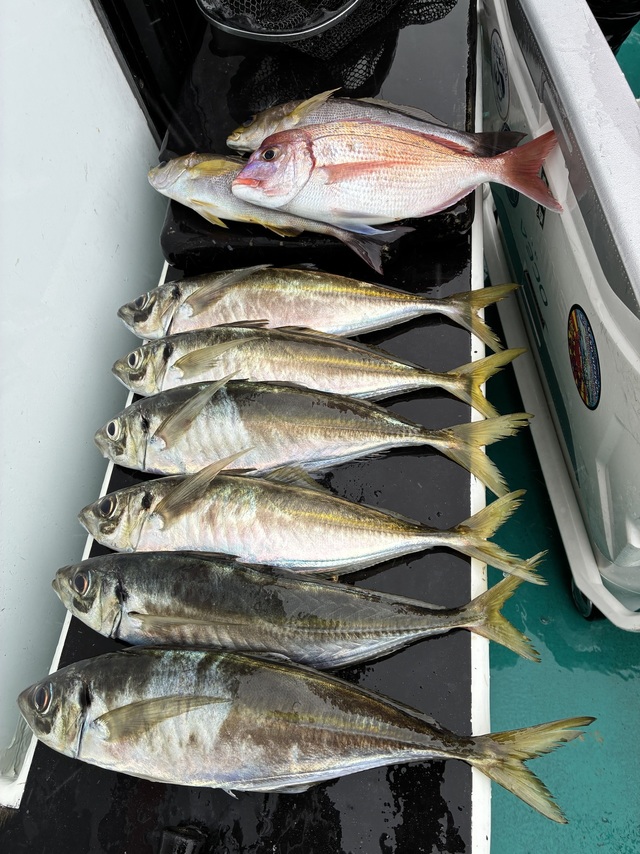 チダイ・マアジ