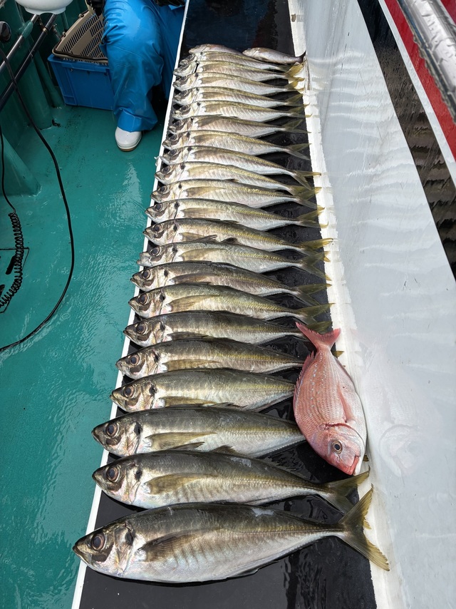 チダイ・マアジ