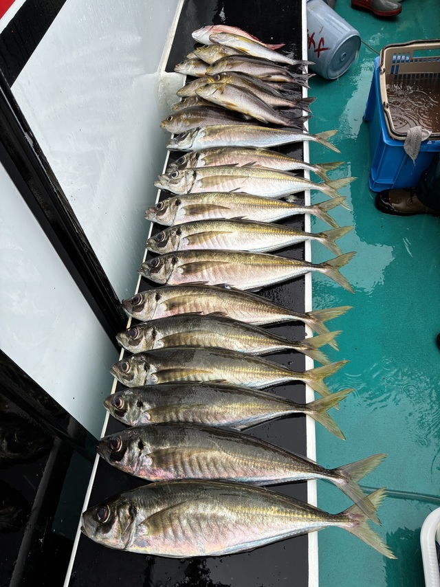 マダイ・マアジ