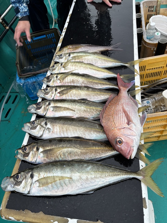 マダイ・マアジ