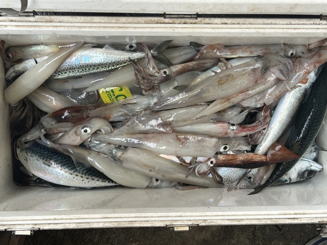 サバ(マサバ)・ヤリイカ