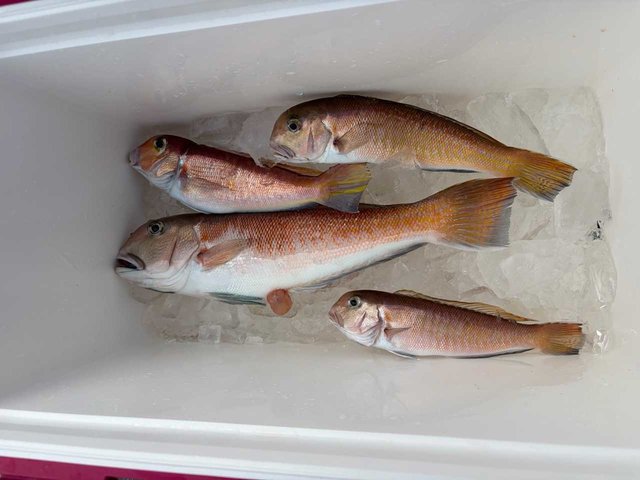 アカアマダイ・シロアマダイ