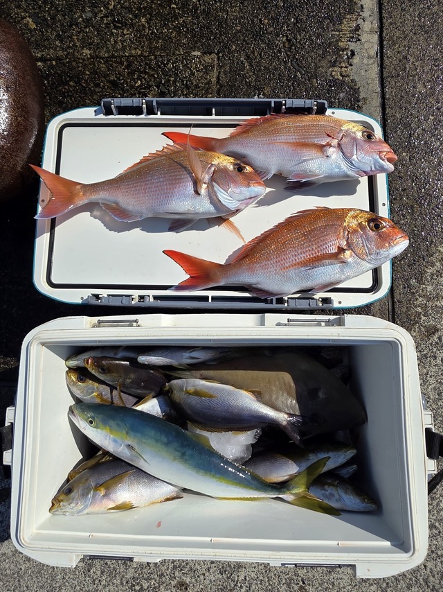 マダイ・イナダ(ブリ)