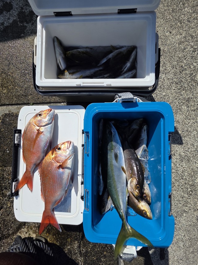 マダイ・イナダ(ブリ)