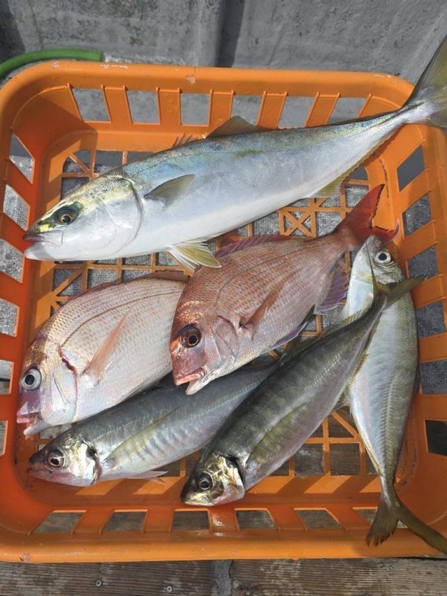 マダイ・ハナダイ(チダイ)・アジ(マアジ)・イナダ(ブリ)